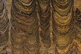 Stromatolite (Greysonia) From Bolivia #77885-1